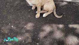 ЩЕНКИ ИЗ ЛЕСА ИЩУТ ДОМА! В ДАР!