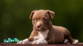 Щенок американского булли 