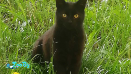 Черный котенок в дар, ищет дом, срочно! Передержку, SOS!
