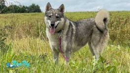 Собака Эмма ищет дом 