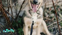 ЩЕНКИ ИЗ УСЫПАЛКИ В ДАР! ИЩУТ ДОМА! СОБАКА В ДАР!