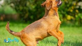 щенки пти брабансона