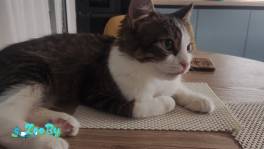 Смышлёная малышка ищет дом