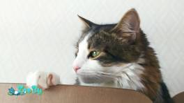 Смышлёная малышка ищет дом