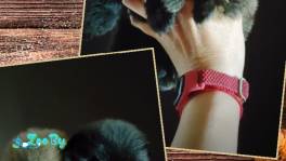 Померанский шпиц, щенки. Мини мишки