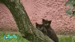 SOS. Нужна Передержка или дом котятам!