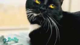 Кеша - красавец котярка