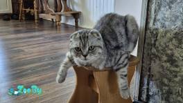 Пропал вислоухий кот