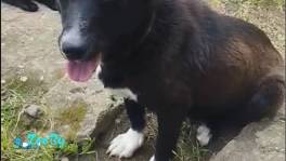 Ищем дом для собаки