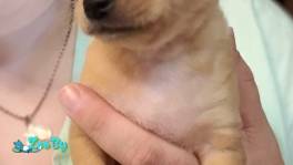 Продаются щенки чихуахуа