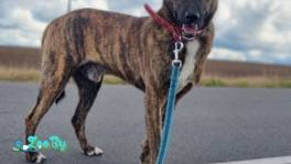 Милый пёс Граф ждёт своего человека 