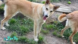 Шейла ищет семью! 