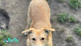 Шкодик ждёт свою семью! 