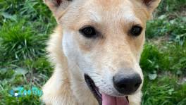 Шуга ждёт свою семью! 