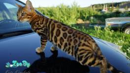 Бенгальские клубные котята