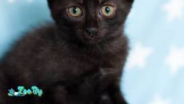 Чупик - активный позитивный малый