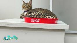 Лео малыш срочно ищет новый дом