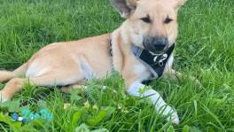 Дин в поиске дома! 