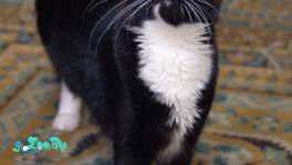 Котенок Болек в дар!