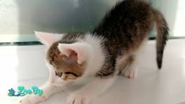 Помпон - малыш-крепыш 