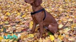 Продается щенок Венгерской Выжлы