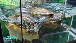 Черепахи с аквариумом в дар!