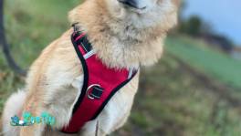 Красивые собачки-лисички в дар в хорошие руки