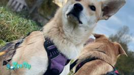 Шая ищет дом! 