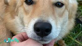 Шани ищет дом. 