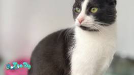 Очаровательная Ливи