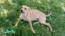 Замечательная собака-охранница Лиска в дар