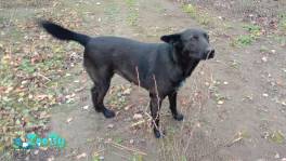 Прекрасная собака-охранница Бэтта в дар