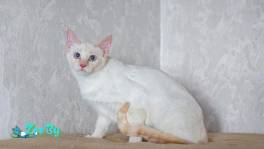 АЛСУ – тайская красотка