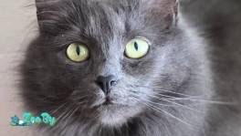 Шикарная Марси