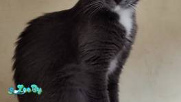 Ласковая Эльфи