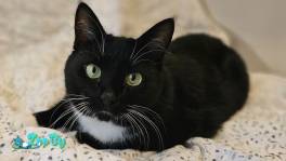 Очаровательная кошка Соня в дар