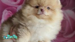 Померанский шпиц, щенки. Мини мишки 