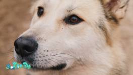 Большой и добрый пёс Зевс ищет дом 