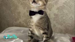 КОТЯТА ИЩУТ ДОМ