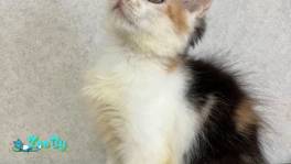 КОТЯТА ИЩУТ ДОМ