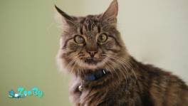 Умный молодой кот Шурик в дар