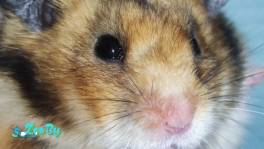 Сирийский хомяк купить Минск