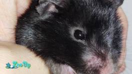 Сирийский хомяк купить Минск чёрный