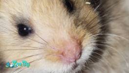 Сирийский хомяк ангорский купить Минск