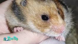 Сирийский хомяк купить Минск девочка