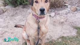 Шикарная собака Веста ищет дом 