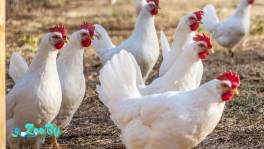 Продаются Куры