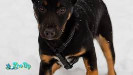 Шоколапке нужна семья