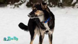 УМНЕЙШАЯ КОЗЯВОЧКА ЖДЕТ СВОЮ СЕМЬЮ