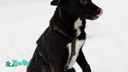 ЗАМЕЧАТЕЛЬНАЯ СТРЕЛОЧКА ИЩЕТ ДОМ